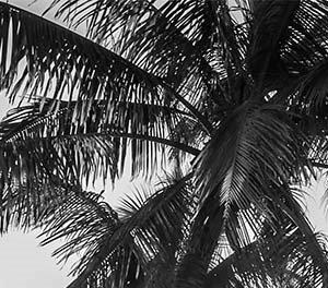 NAS Key West Homes Rental Homes in Key West, FL